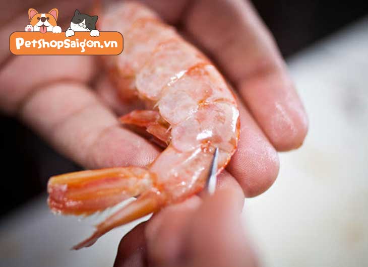 Chó nạp năng lượng tôm được không Chó ăn uống tôm được không
