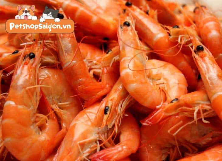 Chó nạp năng lượng tôm được không Chó nạp năng lượng tôm được không