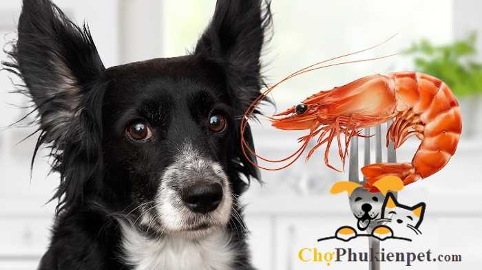 Chó có ăn uống được tôm không Chó có ăn được tôm không